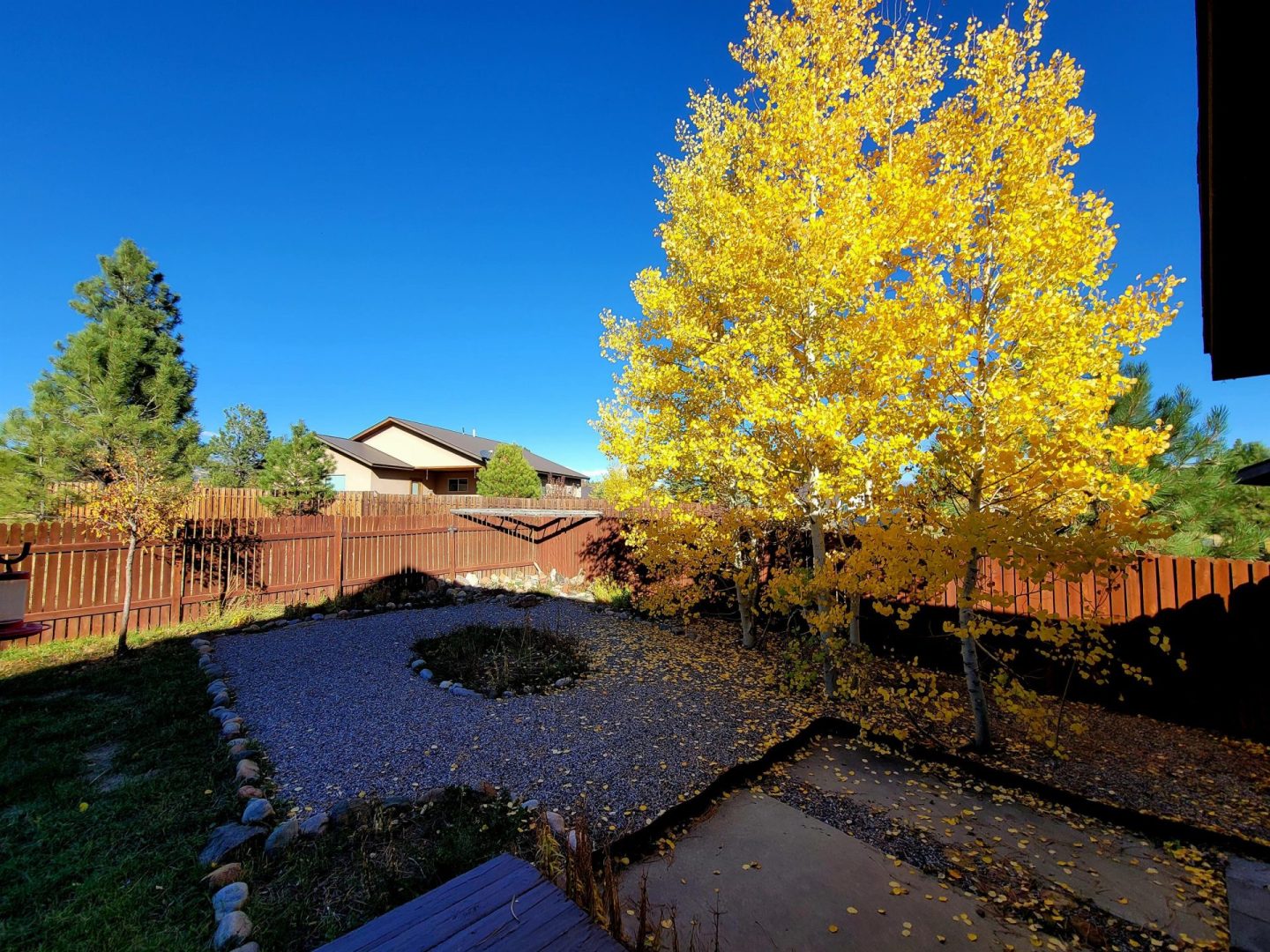 A beautiful yellow tree in a backyard.