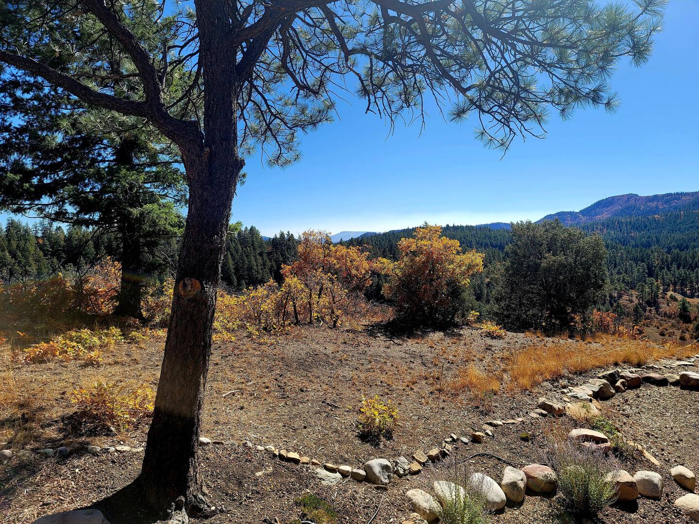 A view from the top of a hill overlooking a pine tree.